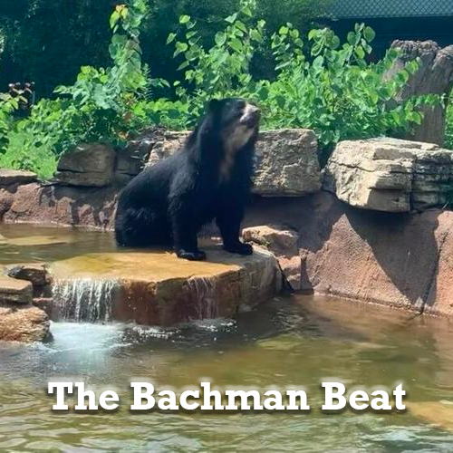 Tal Bachman: Should Zoos Exist? :: SteynOnline